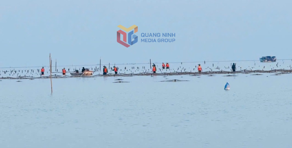 Xã Vĩnh Thực ra quân xử lý nuôi trồng thuỷ sản trái phép, ngày 9/12. Xã Vĩnh Thực ra quân xử lý nuôi trồng thuỷ sản trái phép, ngày 9/12.