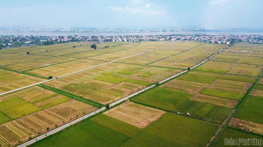 Nông nghiệp Phú thọ phấn đấu tổng sản lượng lương thực đạt hơn 1.141 nghìn tấn năm 2026 Nông nghiệp Phú thọ phấn đấu tổng sản lượng lương thực đạt hơn 1.141 nghìn tấn năm 2026