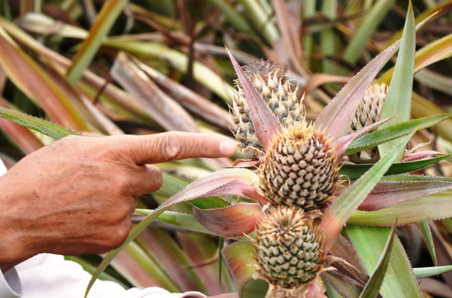 Bệnh thối nõn hoành hành, hàng trăm hecta dứa tại Bắc Trung Bộ thiệt hại nặng