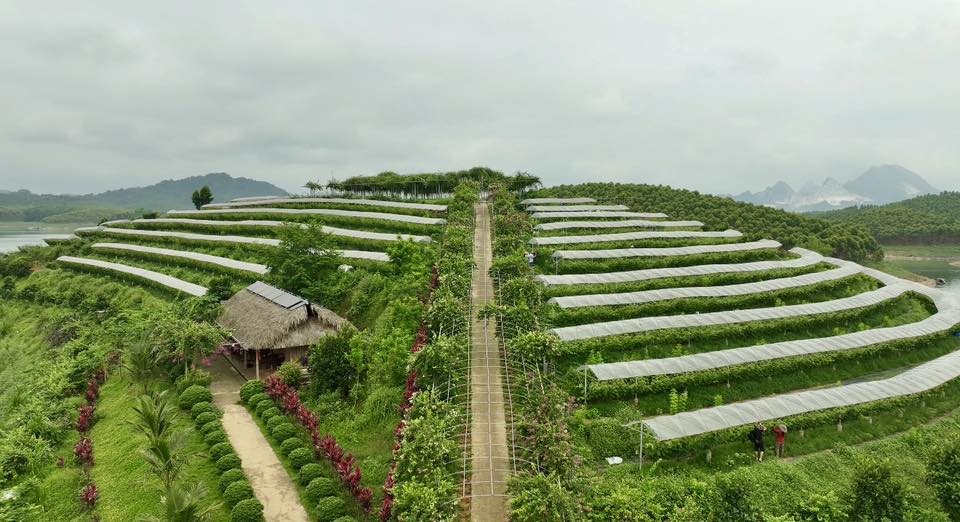 Phát triển hợp tác xã, liên hiệp hợp tác xã góp phần xây dựng nông thôn mới. Ảnh minh họa Phát triển hợp tác xã, liên hiệp hợp tác xã góp phần xây dựng nông thôn mới. Ảnh minh họa