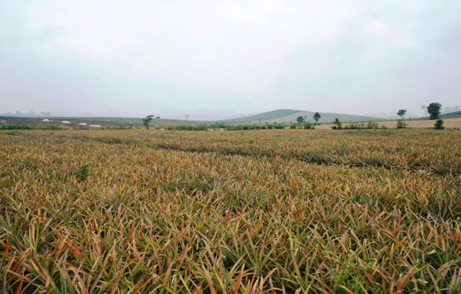 Tại phường Quang Trung, tỉnh Thanh Hoá, có khoảng 300ha dứa của người dân bị vàng lá, thối nõn và chết. Tại phường Quang Trung, tỉnh Thanh Hoá, có khoảng 300ha dứa của người dân bị vàng lá, thối nõn và chết.