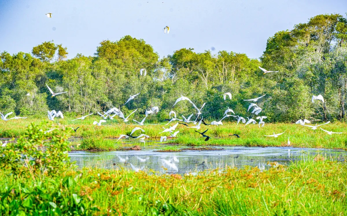 Đồng Tháp Bảo tồn đa dạng sinh học, bảo vệ loài hoang dã trong tự nhiên