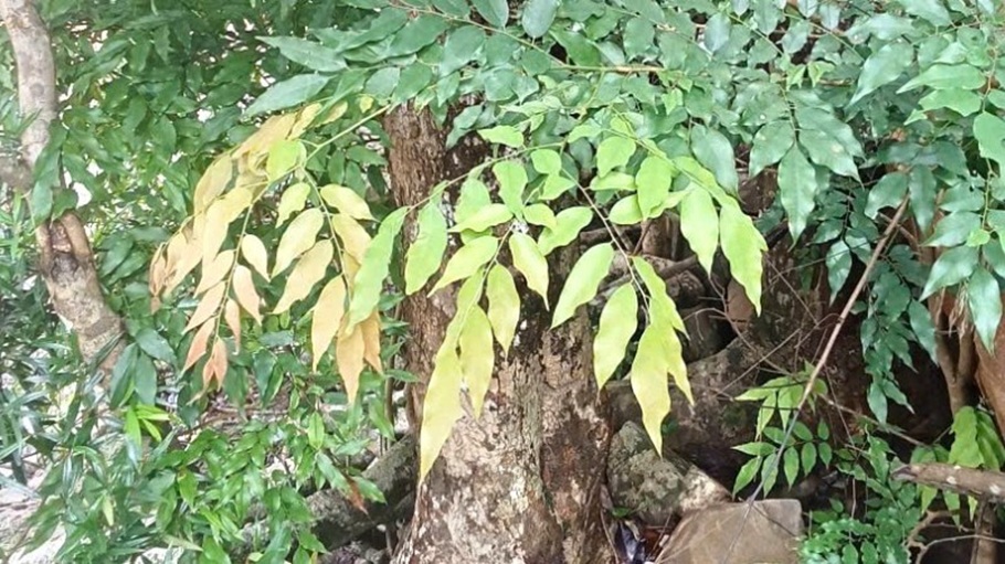 Siết chặt quản lý rừng trước tình trạng khai thác Mán đĩa ngày càng phức tạp