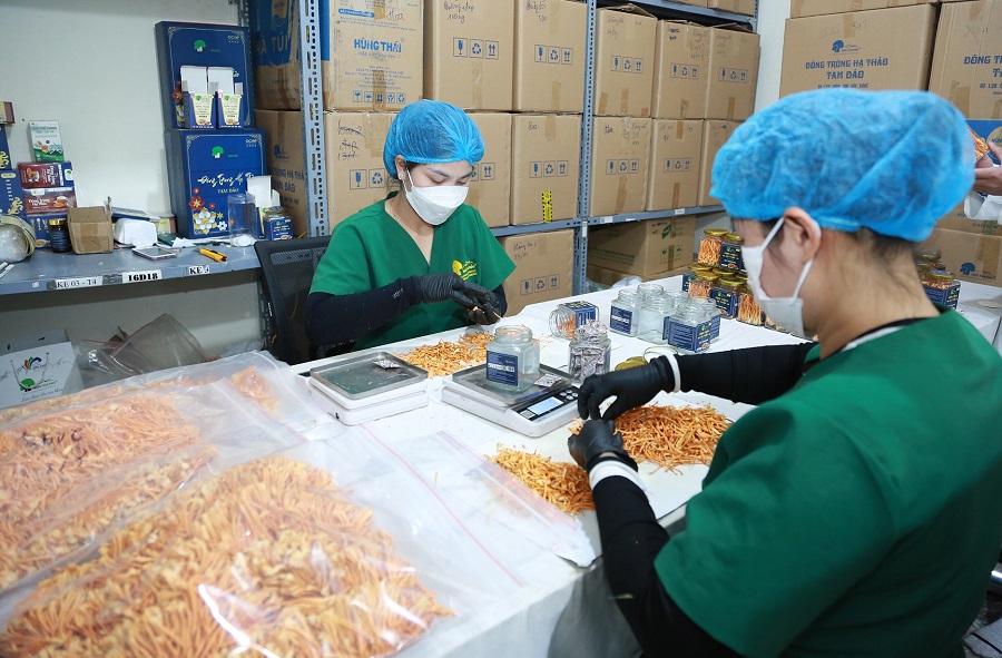 HTX Nấm Tam Đảo là một trong những cơ sở nuôi cấy, phát triển thành công đông trùng hạ thảo, đem lại hiệu quả kinh tế cao HTX Nấm Tam Đảo là một trong những cơ sở nuôi cấy, phát triển thành công đông trùng hạ thảo, đem lại hiệu quả kinh tế cao