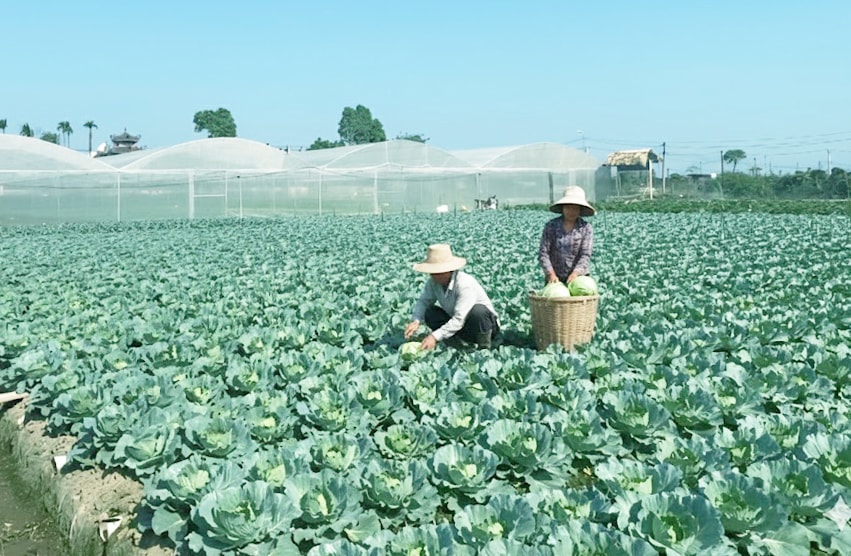 Chăm sóc rau sạch tại vùng trồng rau của HTX Sản xuất và kinh doanh dịch vụ nông nghiệp Văn Đức Chăm sóc rau sạch tại vùng trồng rau của HTX Sản xuất và kinh doanh dịch vụ nông nghiệp Văn Đức