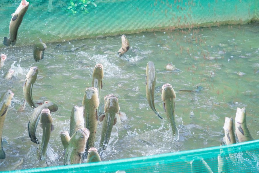 Hoạt động thú vị khi đến với Cồn Sơn Cần Thơ đó là ngắm cá lóc bay (cá lóc được huấn luyện để biểu diễn) Hoạt động thú vị khi đến với Cồn Sơn Cần Thơ đó là ngắm cá lóc bay (cá lóc được huấn luyện để biểu diễn)