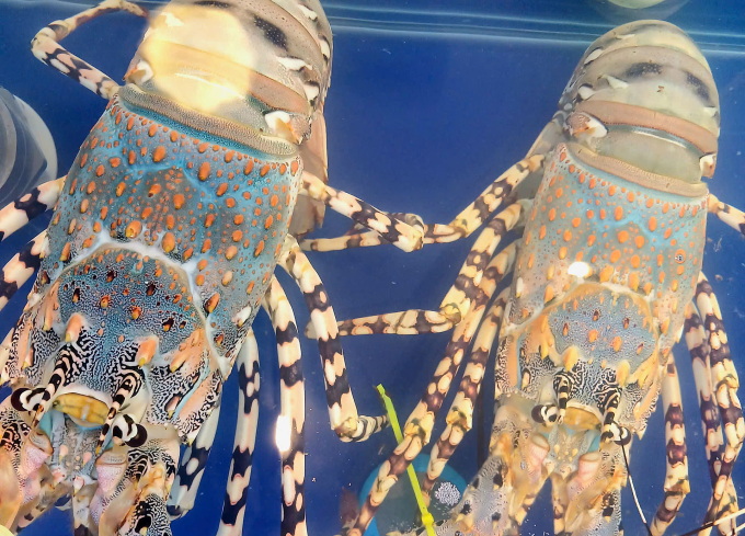 Tôm hùm bông khan hiếm, giá tăng mạnh