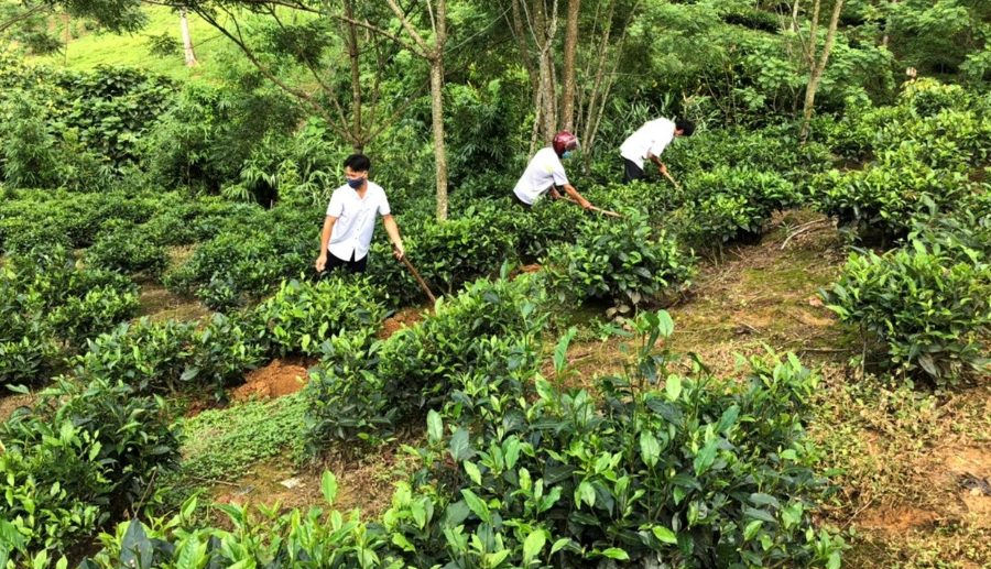 N&ocirc;ng d&acirc;n x&atilde; Tả Củ Tỷ chăm s&oacute;c ch&egrave;.