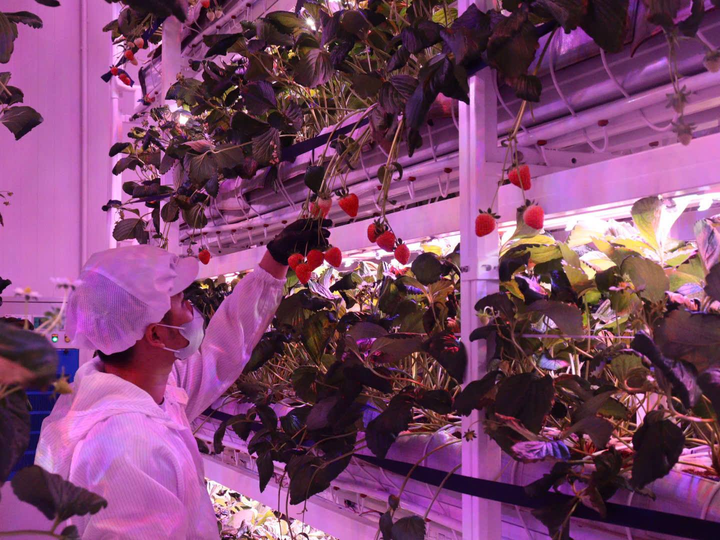 Nông nghiệp công nghệ cao được ưu tiên chuyển đổi số Nông nghiệp công nghệ cao được ưu tiên chuyển đổi số