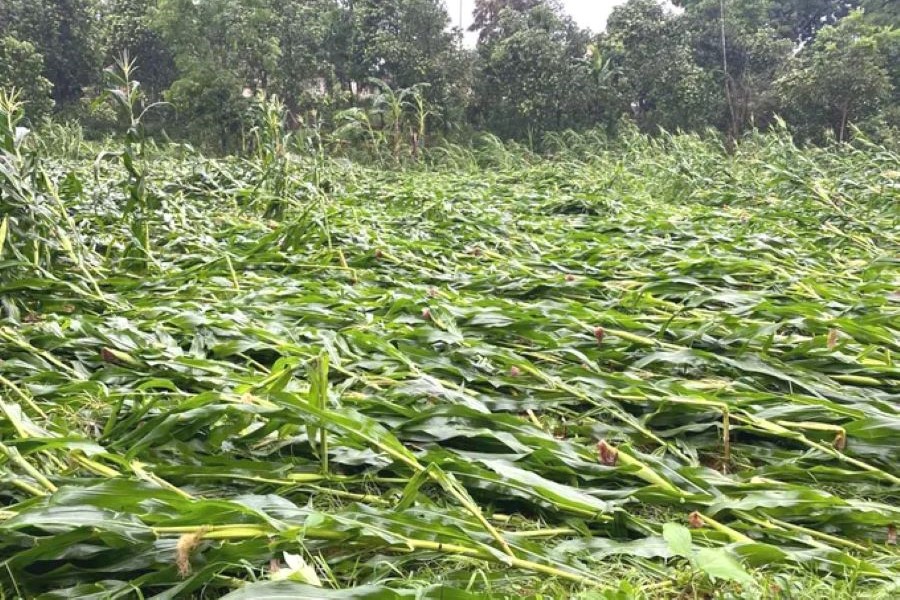 Hà Tĩnh hỗ trợ hơn 16 tỷ đồng mua giống ngô cho người dân vùng thiên tai