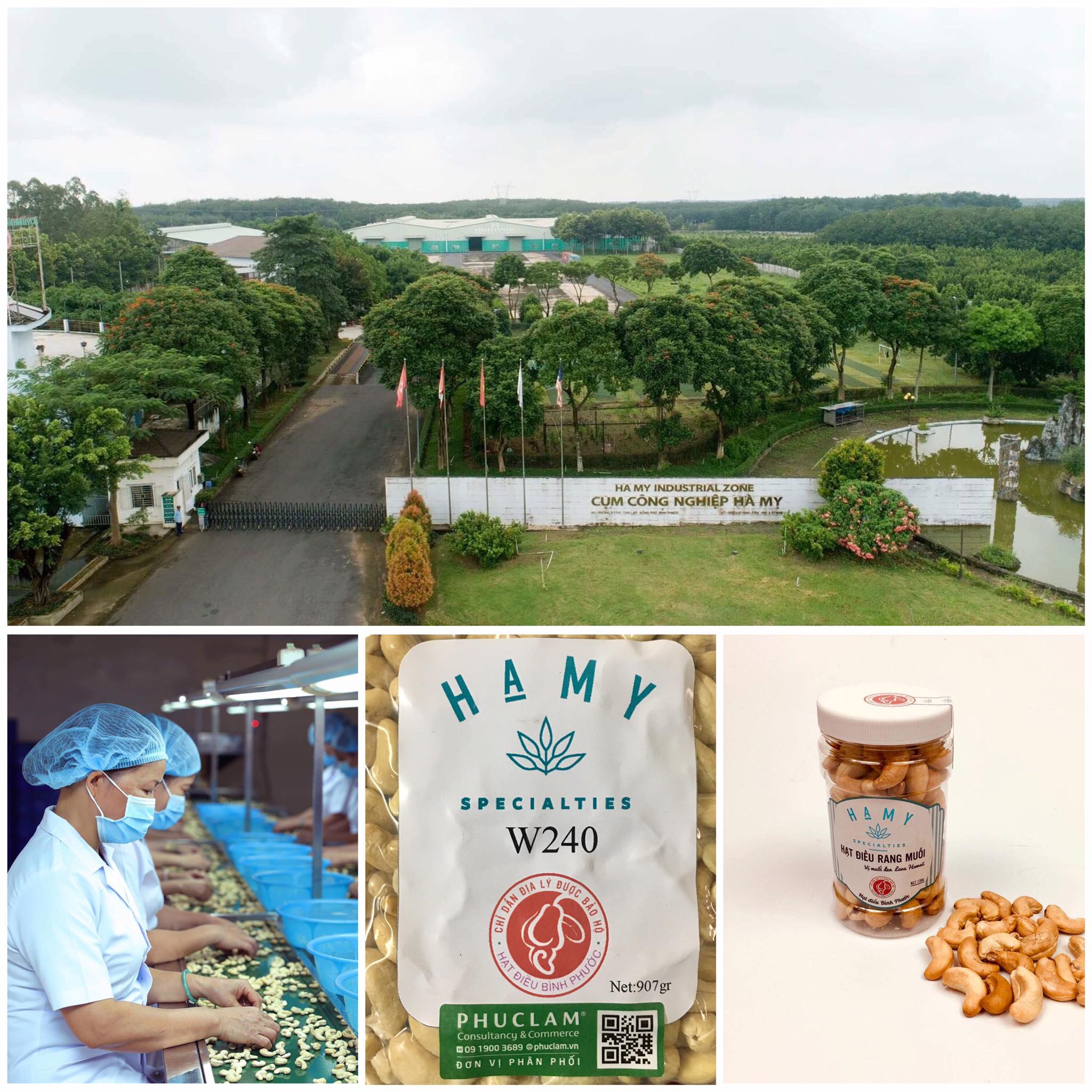 Hạt điều Hà Mỵ: Khát vọng nâng tầm giá trị nông sản và chiến lược phát triển bền vững