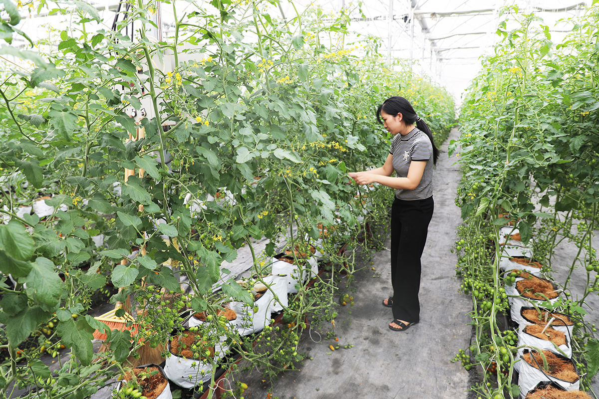 Liên minh Hợp tác xã tỉnh Bắc Ninh: Nhiều hoạt động hỗ trợ giúp các hợp tác xã nâng cao hiệu quả hoạt động