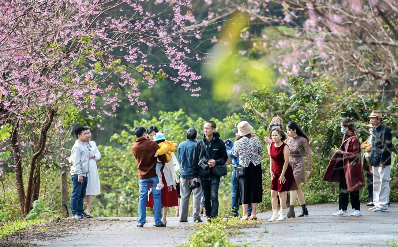 Hoa anh đào nở ở Măng Đen. Hoa anh đào nở ở Măng Đen.