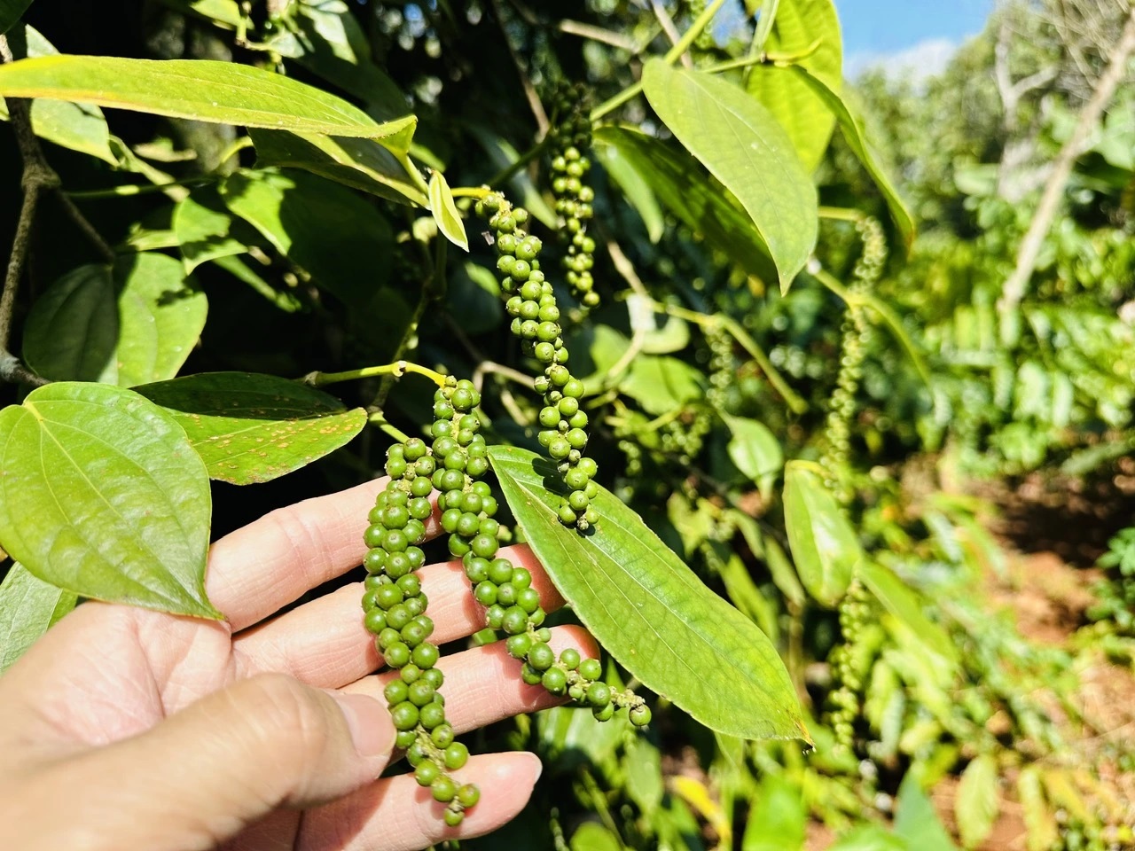 Giá tiêu hôm nay 18/12: Thị trường trong nước đi ngang, thế giới biến động nhẹ. (Ảnh minh họa) Giá tiêu hôm nay 18/12: Thị trường trong nước đi ngang, thế giới biến động nhẹ. (Ảnh minh họa)