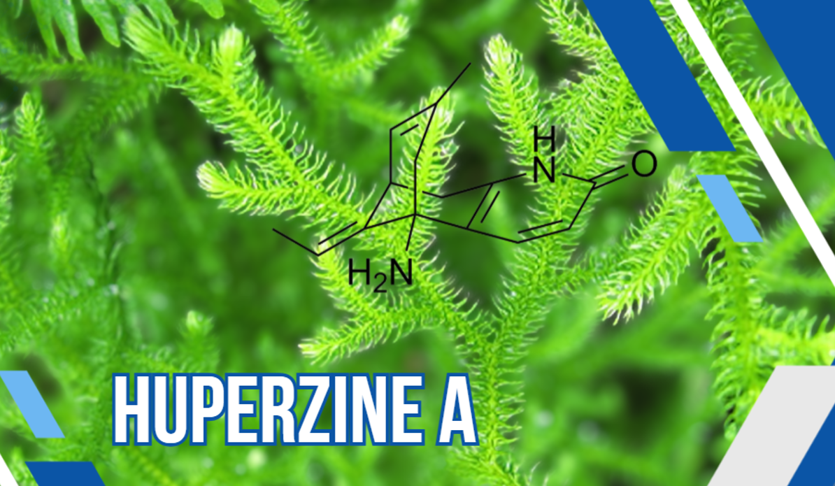 Thạch tùng răng chứa “Huperzine A” giúp tăng cường dẫn truyền thần kinh, cải thiện tình trạng suy giảm chức năng não bộ Thạch tùng răng chứa “Huperzine A” giúp tăng cường dẫn truyền thần kinh, cải thiện tình trạng suy giảm chức năng não bộ