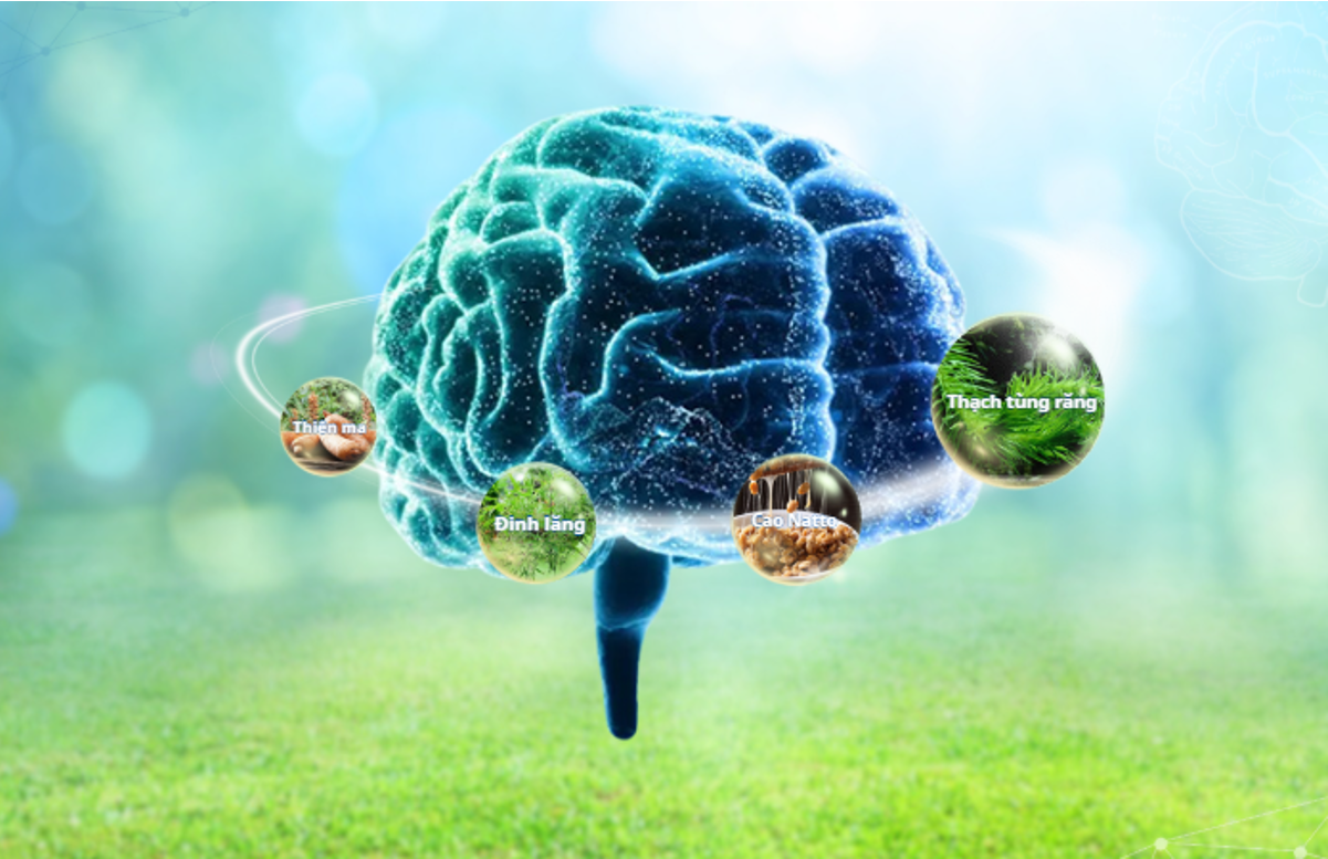 Sự kết hợp giữa thảo dược thạch tùng răng – đinh lăng – thiên ma – cao natto mang đến tác động toàn diện lên não bộ Sự kết hợp giữa thảo dược thạch tùng răng – đinh lăng – thiên ma – cao natto mang đến tác động toàn diện lên não bộ
