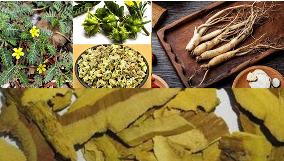 Bạch tật lê và các dưỡng chất bổ trợ giúp cải thiện sinh lý nam Bạch tật lê và các dưỡng chất bổ trợ giúp cải thiện sinh lý nam