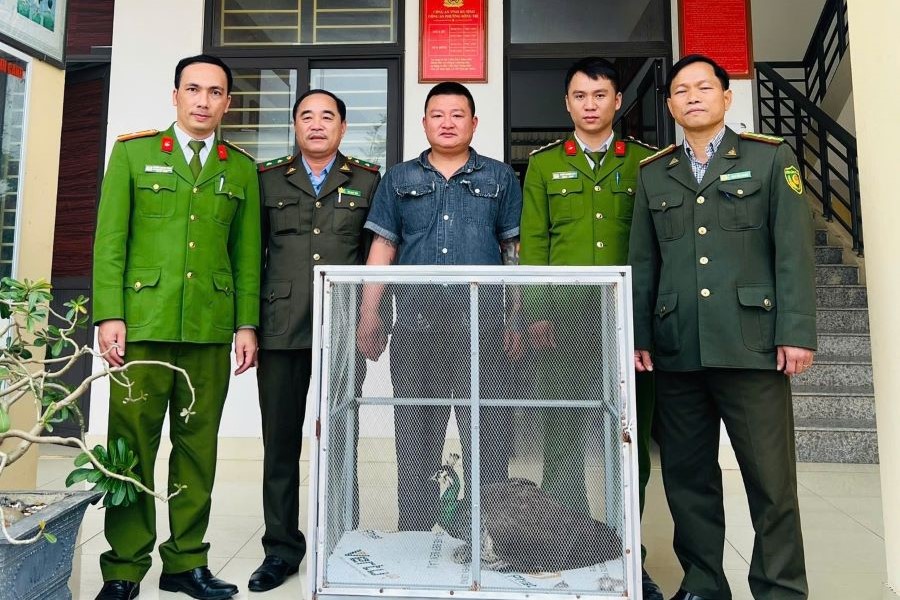 Hà Tĩnh: Người dân giao nộp cá thể chim công lục quý hiếm
