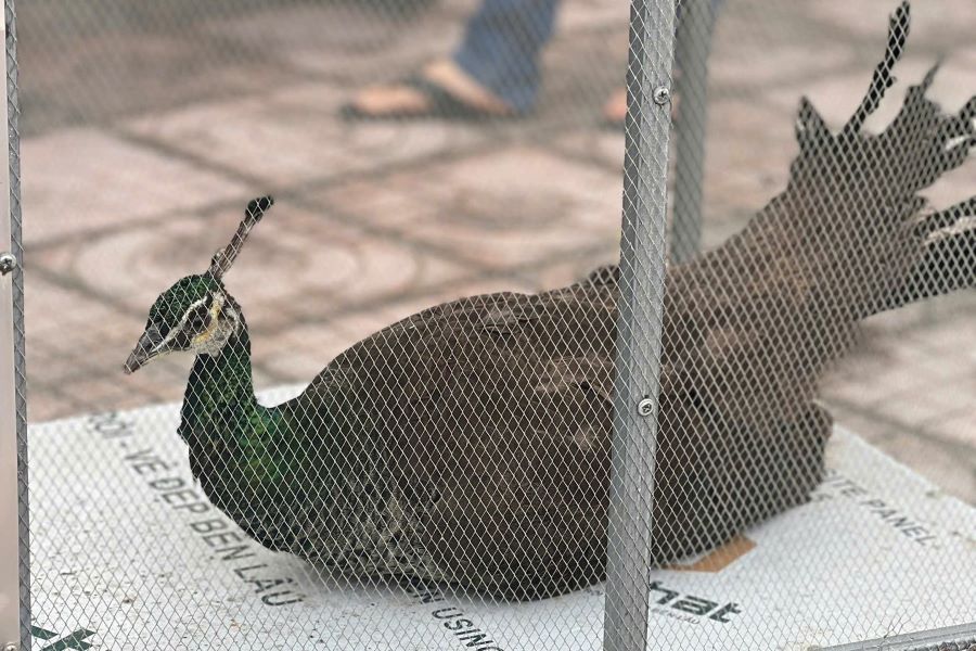 C&ocirc;ng lục đỏ c&oacute; t&ecirc;n trong S&aacute;ch đỏ IUCN, thuộc nh&oacute;m 1B thuộc danh mục động vật nguy cấp, cần được bảo vệ.