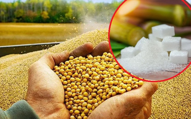 Áp lực dư cung đè nặng, giá đường và đậu tương trượt dài