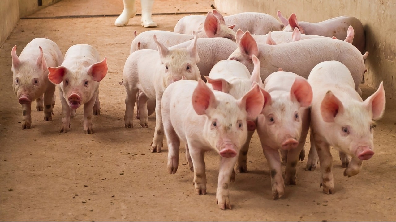 Gi&aacute; heo hơi h&ocirc;m nay 19/12: Miền Bắc tăng mạnh, xuất hiện mức 68.000 đồng/kg. (Ảnh minh họa)