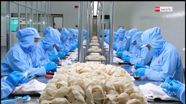 Chế biến Yến sào Đảo thiên nhiên Khánh Hòa tại Công ty Yến sào Khánh Hòa Chế biến Yến sào Đảo thiên nhiên Khánh Hòa tại Công ty Yến sào Khánh Hòa