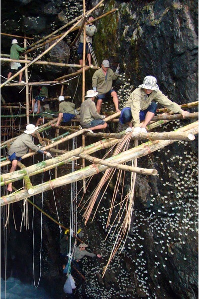 Chuẩn bị mùa thu hoạch Yến Đảo thiên nhiên Chuẩn bị mùa thu hoạch Yến Đảo thiên nhiên