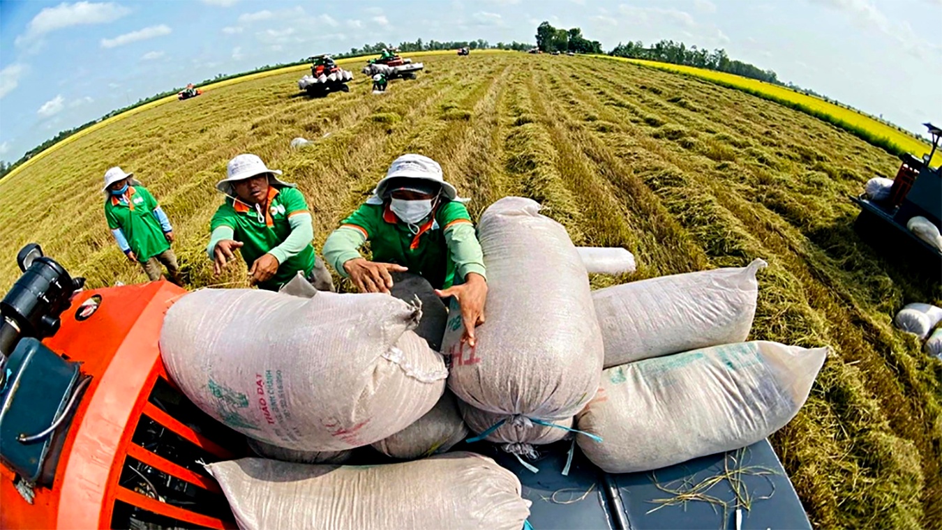 Gi&aacute; l&uacute;a gạo h&ocirc;m nay 20/12: Gạo xuất khẩu biến động. (Ảnh minh họa)