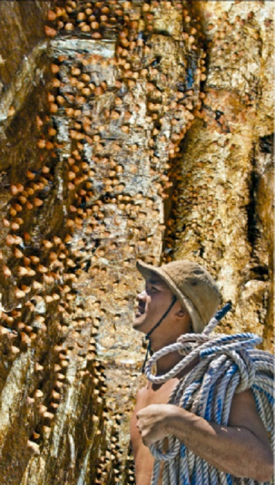 Hang yến huyết trên Đảo Yến Khánh Hòa Hang yến huyết trên Đảo Yến Khánh Hòa