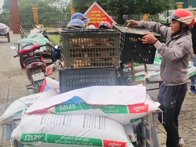 Quảng Trị: Trao hơn 3.200 con gà giống giúp người dân Lệ Ninh phát triển kinh tế