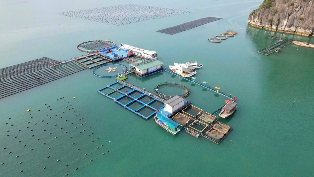 Quảng Ninh phát triển, mở rộng nuôi tôm, nuôi biển