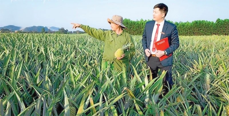 C&aacute;n bộ Agribank Y&ecirc;n Định khảo s&aacute;t m&ocirc; h&igrave;nh trồng dứa tại thị trấn Thống Nhất (Y&ecirc;n Định).