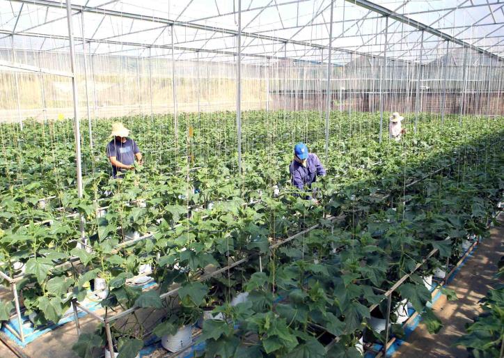 Thúc đẩy liên kết hiệu quả giữa hợp tác xã và doanh nghiệp