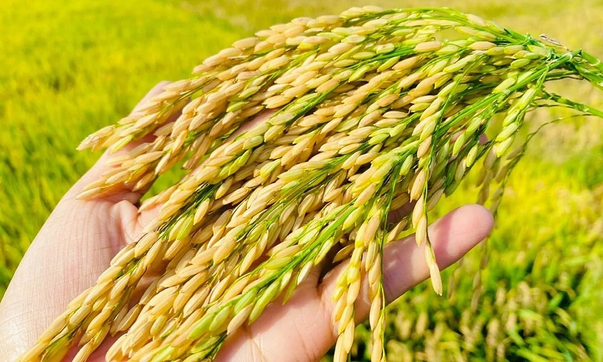 Gi&aacute; l&uacute;a gạo h&ocirc;m nay 22/12: Tiếp tục ổn định. (Ảnh minh họa)