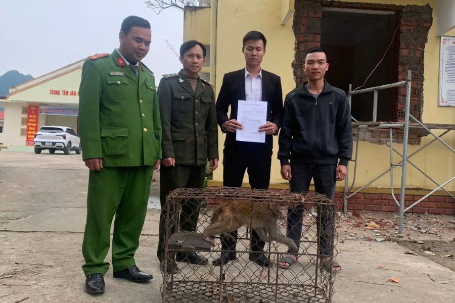 Quảng Trị: Người dân giao nộp 1 cá thể khỉ vàng quý hiếm