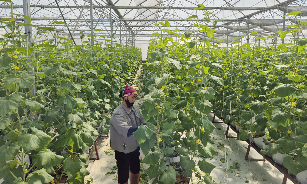 Bắc Ninh: Chuyển đổi hơn 477 ha đất trồng lúa kém hiệu quả