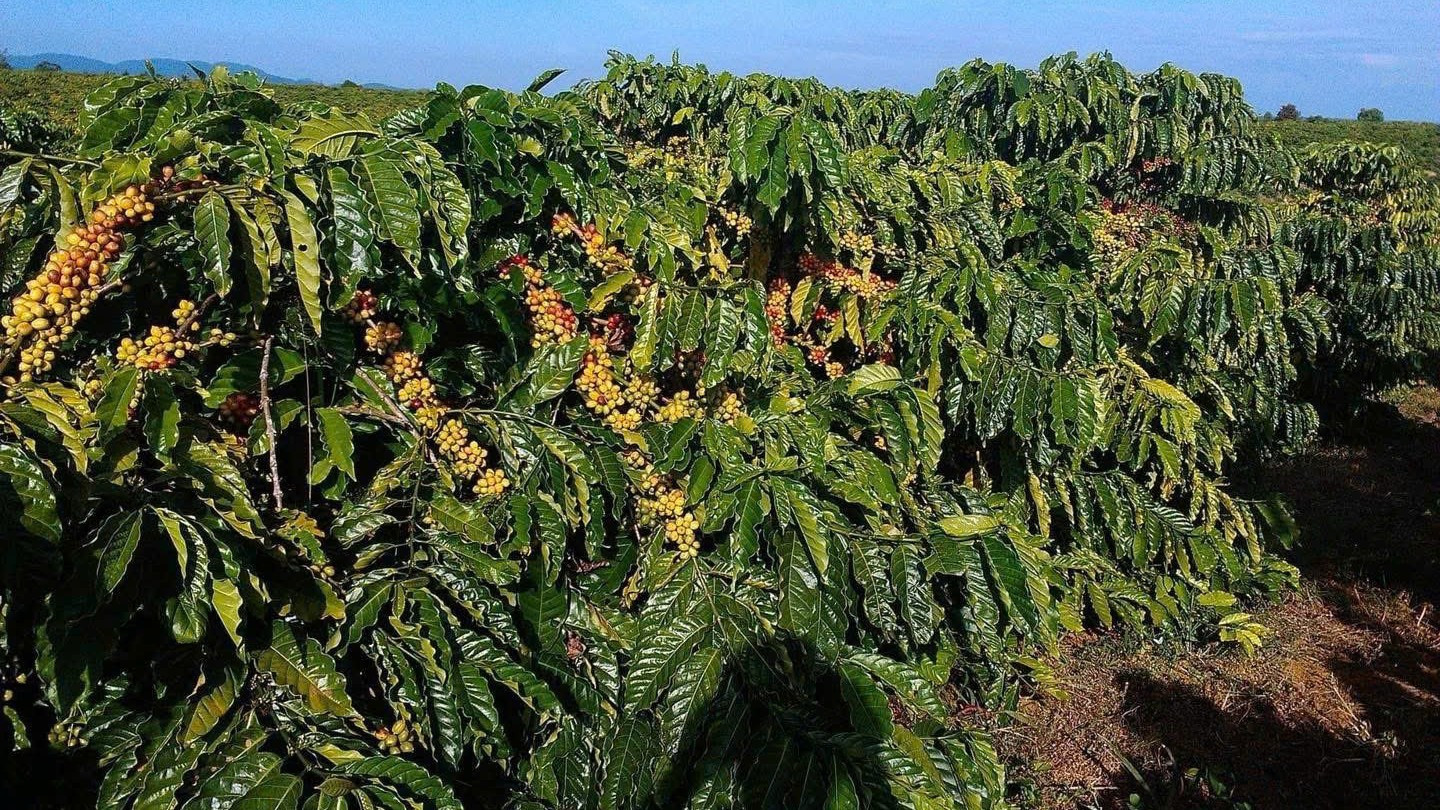 &ETH;ắk Lắk l&agrave; &ldquo;thủ phủ&rdquo; c&agrave;-ph&ecirc; của Việt Nam, với diện t&iacute;ch khoảng 213.000 ha v&agrave; sản lượng hằng năm hơn 550.000 tấn, chiếm hơn 30% sản lượng c&agrave;-ph&ecirc; to&agrave;n quốc.