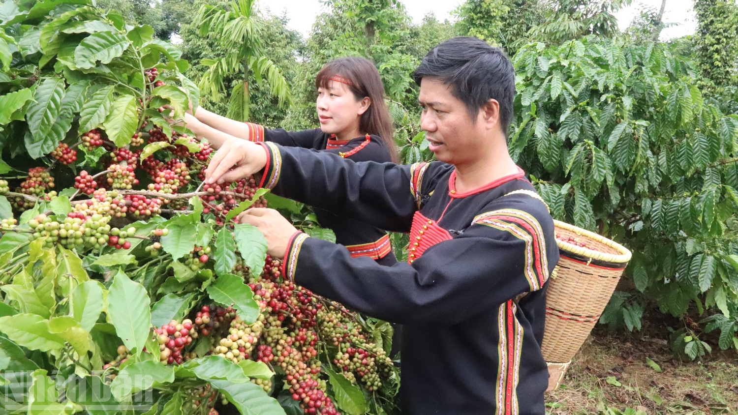 Đánh thức giá trị di sản “Tri thức trồng và chế biến cà-phê Đắk Lắk” trong phát triển bền vững