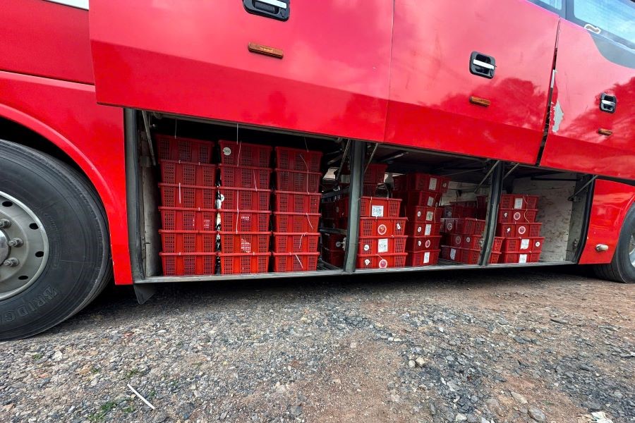 Gần 1 tấn rắn hổ mang được vận chuyển bằng xe kh&aacute;ch.