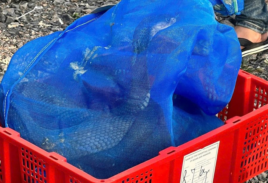 676 con rắn hổ mang (loại một mắt k&iacute;nh) được đựng trong 112 kiện h&agrave;ng.