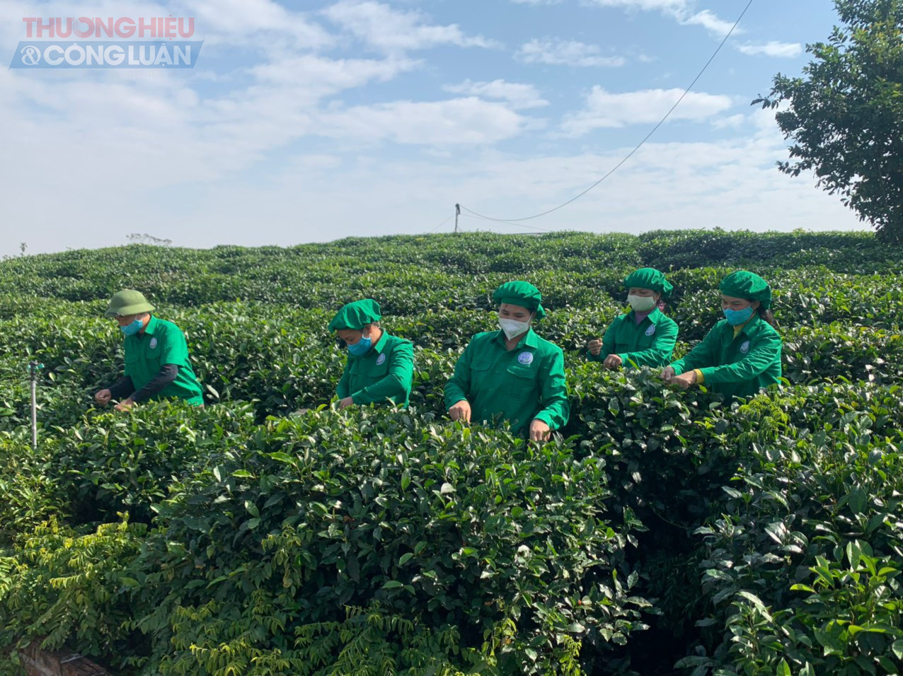 Những người d&acirc;n đang thu h&aacute;i ch&egrave; tại HTX ch&egrave; T&acirc;n Tr&agrave; Th&aacute;i