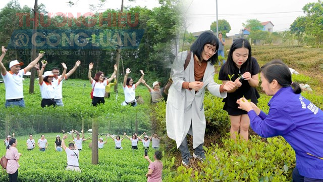 Thái Nguyên: Hợp tác xã trà Cao Sơn tiên phong vừa làm chè hữu cơ vừa làm du lịch
