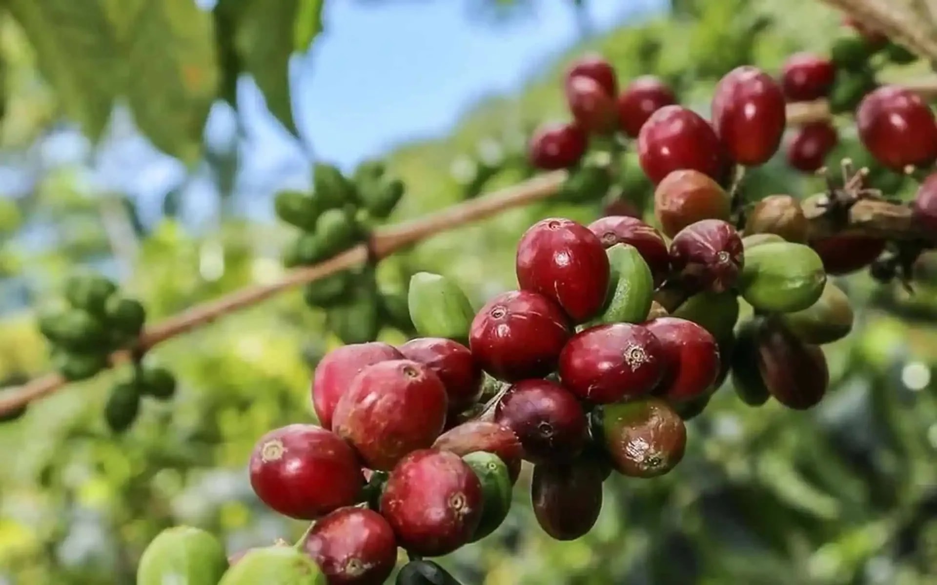 Gi&aacute; c&agrave; ph&ecirc; h&ocirc;m nay 25/12: Trong nước tăng mạnh 2.100 - 2.500 đồng/kg. (Ảnh minh họa)