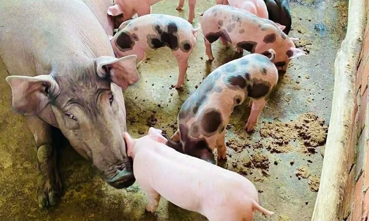 Gi&aacute; heo hơi h&ocirc;m nay 25/12: Miền Bắc đi ngang, miền Trung - Nam đồng loạt tăng nhẹ. (Ảnh minh họa)