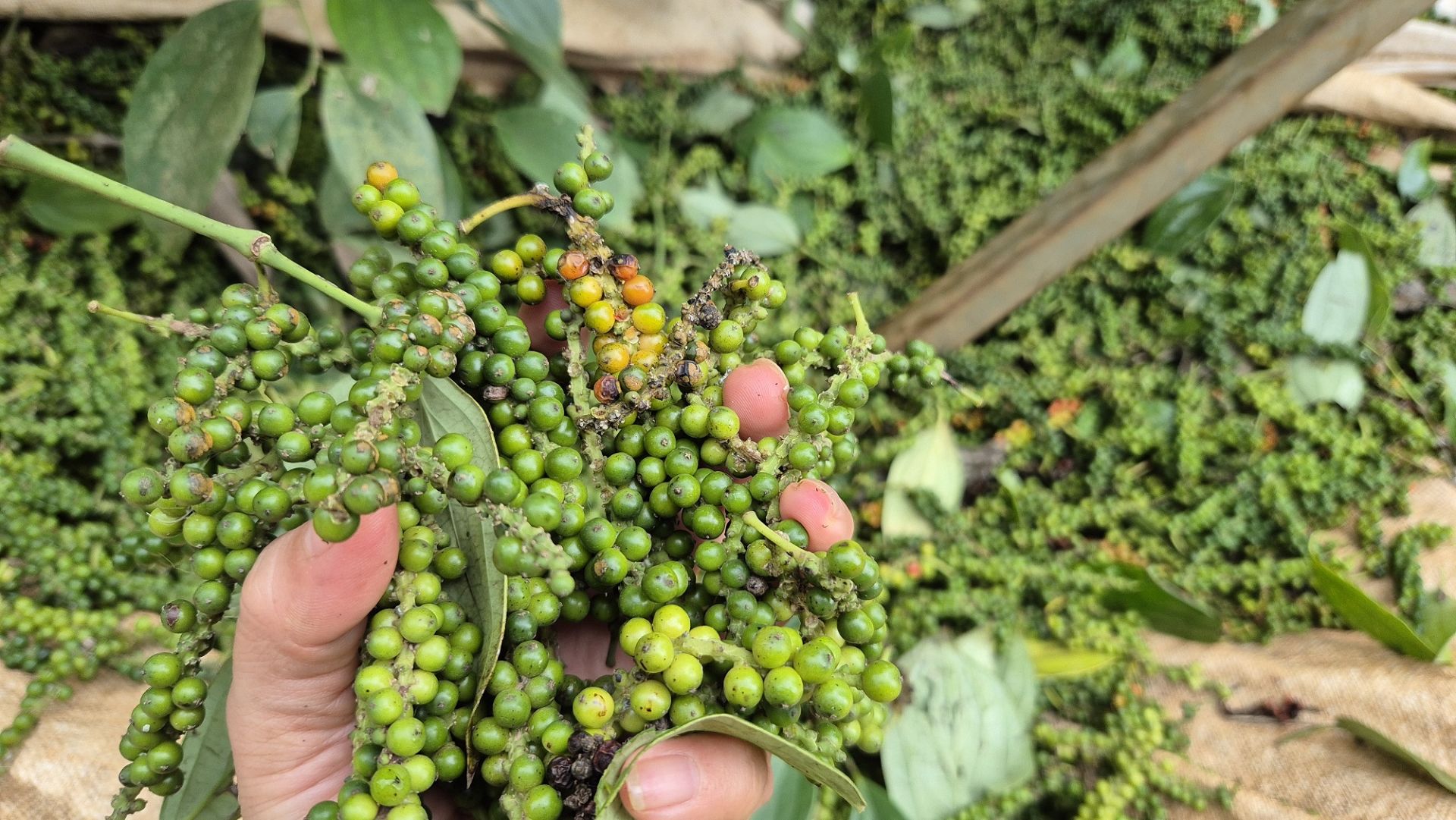 Gi&aacute; ti&ecirc;u h&ocirc;m nay 25/12: Trong nước biến động nhẹ. (Ảnh minh họa)