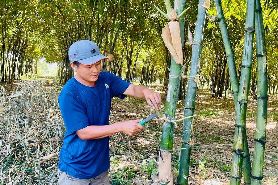 Hợp tác xã măng tre tứ quý (phường Phước Hội) là mô hình OCOP gắn sản xuất với du lịch nông nghiệp Hợp tác xã măng tre tứ quý (phường Phước Hội) là mô hình OCOP gắn sản xuất với du lịch nông nghiệp