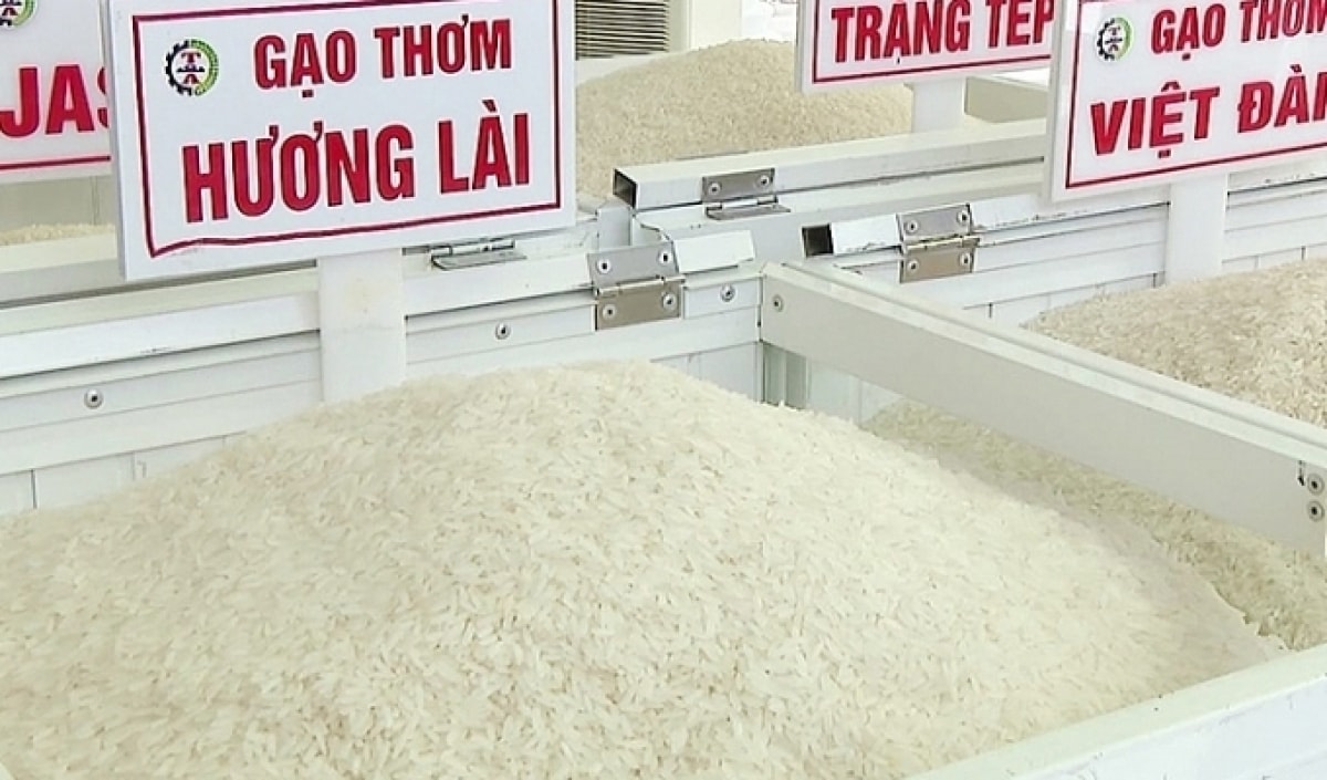 Gi&aacute; l&uacute;a gạo h&ocirc;m nay 25/12: Thị trường ổn định, giao dịch chậm cuối vụ