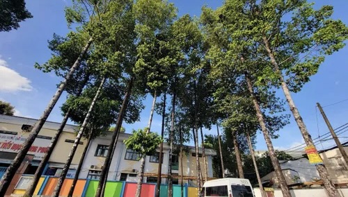 TP. HCM dự kiến trồng 15.000 cây xanh phát tán để bảo vệ môi trường