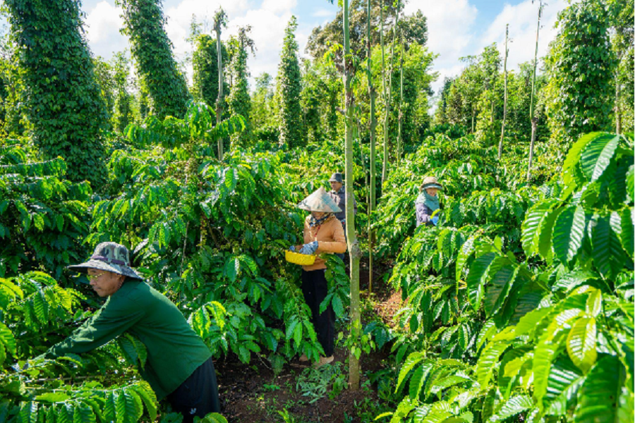 Áp dụng phương pháp canh tác theo mô hình nông nghiệp tái sinh, vườn cà-phê của bà con nông dân Áp dụng phương pháp canh tác theo mô hình nông nghiệp tái sinh, vườn cà-phê của bà con nông dân