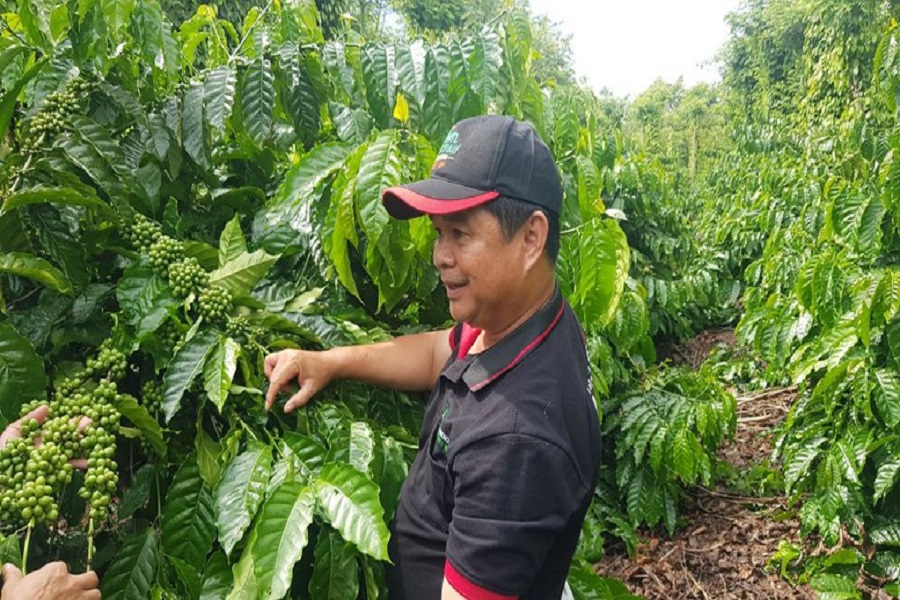 Sản xuất cà-phê theo hướng bền vững và tuần hoàn là xu hướng tất yếu để tăng giá trị xuất khẩu và thương hiệu cho cà-phê Sản xuất cà-phê theo hướng bền vững và tuần hoàn là xu hướng tất yếu để tăng giá trị xuất khẩu và thương hiệu cho cà-phê